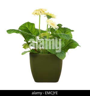 Gerbera en vert foncé pot isolé sur fond blanc. Libre. Banque D'Images