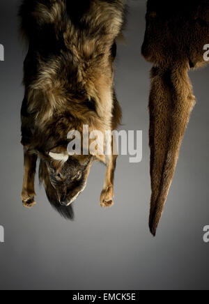 Peaux d'animaux d'un renard et d'une loutre accrocher dans un studio dans le cadre d'un projet artistique. Banque D'Images