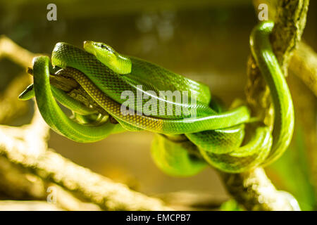 Serpents dans un terrarium dans le zoo Banque D'Images