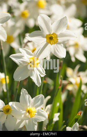 Jonquille Narcissus blanc de printemps bouquet de fleurs jardin avec éclairage orangé sur pétales de corona Banque D'Images
