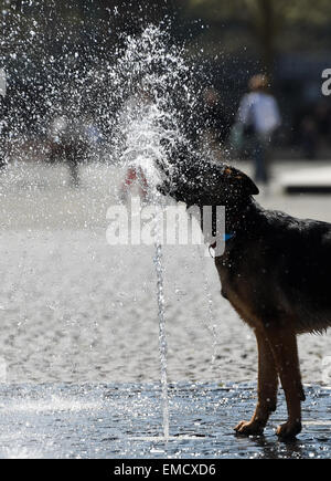 Ein Schäferhund spielt am 20.04.2015 in der Innenstadt von Frankfurt am Main (Hessen) un Wasserfontäne von. Foto : Arne Dedert/dpa (c) afp - Bildfunk Banque D'Images