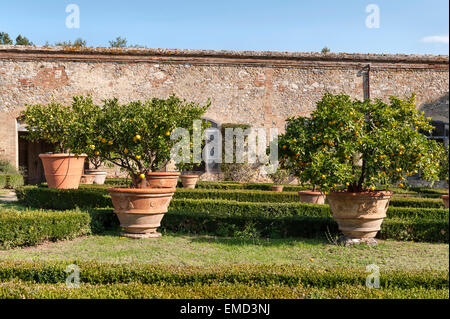 Vicobello, Sienne, Toscane, Italie. Le jardin italien formel avec couvertures buis taillés et pots de citronniers en dehors de la limonaia Banque D'Images