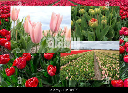 Printemps dans les Pays-Bas : Collage de télévision typiquement campagne et vue sur la floraison des tulipes, Hollande-du-Sud. Banque D'Images