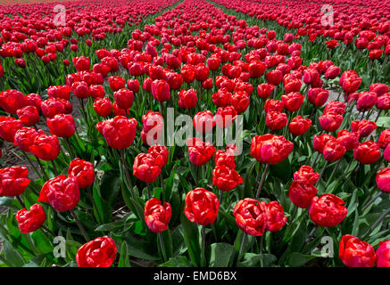 Printemps dans les Pays-Bas : Généralement télévision campagne et vue sur la floraison des tulipes rouge vif, Lisse, Hollande-du-Sud. Banque D'Images