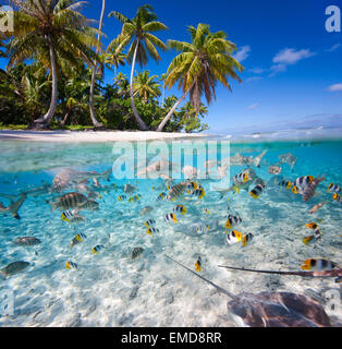 Île tropicale Banque D'Images