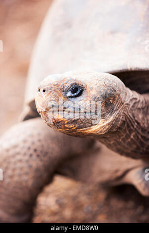 Tortue géante des Galapagos Banque D'Images