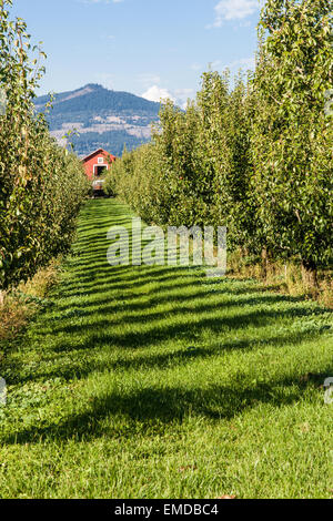 Les poiriers Bartlett et grange à Lucia's Orchard près de Hood River, Oregon, USA Banque D'Images