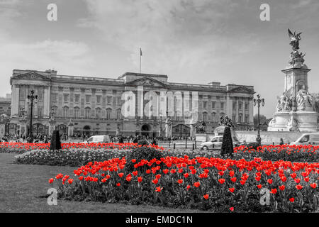 Un paysage de Buckingham Palace en noir et blanc avec des tulipes de couleur rouge à l'avant-plan, ville de Westminster London UK Banque D'Images