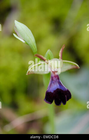 Wild Orchid, Ophrys atlantica, Atlas Orchid, Andalousie, Sud de l'Espagne. Banque D'Images