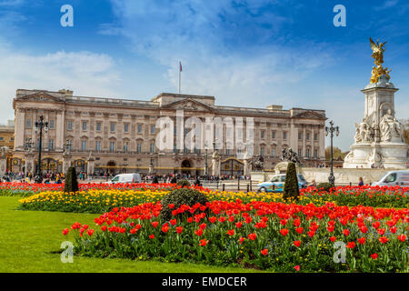 Buckingham Palace avec des lits de tulipes printanières dynamiques en fleurs, Londres, Angleterre, résidence royale emblématique et site touristique majeur Banque D'Images