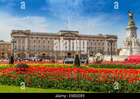 Buckingham Palace avec des lits de tulipes printanières dynamiques en fleurs, Londres, Angleterre, résidence royale emblématique et site touristique majeur Banque D'Images