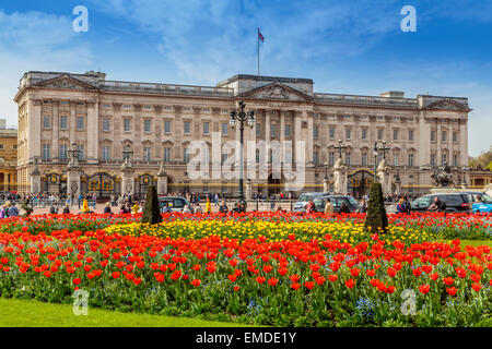 Buckingham Palace avec des lits de tulipes printanières dynamiques en fleurs, Londres, Angleterre, résidence royale emblématique et site touristique majeur Banque D'Images