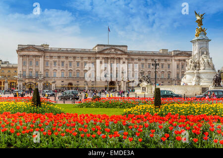 Buckingham Palace avec des lits de tulipes printanières dynamiques en fleurs, Londres, Angleterre, résidence royale emblématique et site touristique majeur Banque D'Images