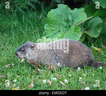 Canada, Québec, Montréal, marmotte, Marmota monax, Banque D'Images