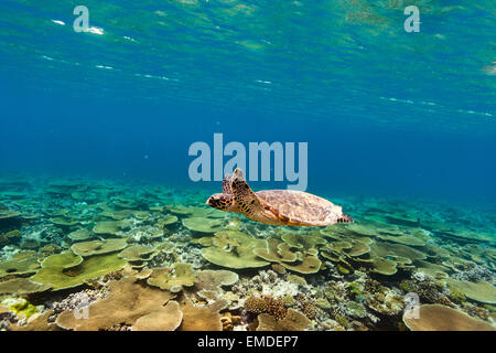 Turtle swimming underwater Banque D'Images