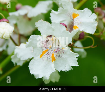 Catalpa bignonioides est une espèce de Catalpa originaire du sud-est des États-Unis.