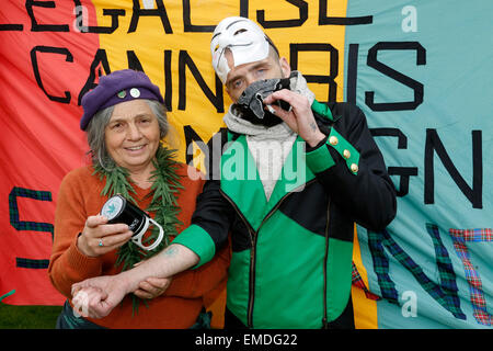 Glasgow, Royaume-Uni. Apr 20, 2015. Un rassemblement a eu lieu à George Square, Glasgow, Ecosse, à l'appui de la campagne pour légaliser le cannabis. Linda Hendry,âgée de 65 ans, à partir d'Edimbourg, un enseignant à la retraite et organisateur de rallye était présent, portant une guirlande de feuilles de cannabis et de l'estampage d'encre feuilles de cannabis sur les visages, les bras et les mains de partisans. Credit : Findlay/Alamy Live News Banque D'Images