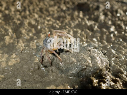 Bubbler sable, crabe Scopimera spp., à marée basse sur une plage près de Krabi sur la mer d'Andaman, en Thaïlande, en février. Banque D'Images