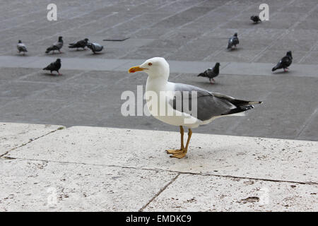 Mouette et les pigeons sur la chaussée Banque D'Images