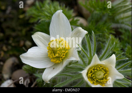 Un livre blanc, l'anémone pulsatille Pulsatilla vulgaris alba, la floraison en cette période de Pâques, Berkshire, Mars Banque D'Images