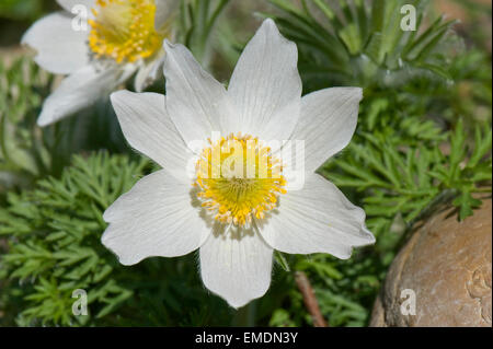 Un livre blanc, l'anémone pulsatille Pulsatilla vulgaris alba, la floraison en cette période de Pâques, Berkshire, Avril Banque D'Images