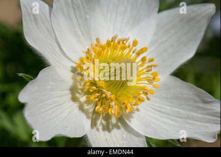 Un livre blanc, l'anémone pulsatille Pulsatilla vulgaris alba, la floraison en cette période de Pâques, Berkshire, Avril Banque D'Images