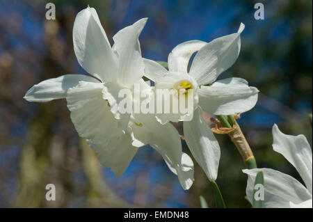 Fleurs blanches d'un narcisse thalia par un beau jour de printemps, Berkshire, Avril Banque D'Images