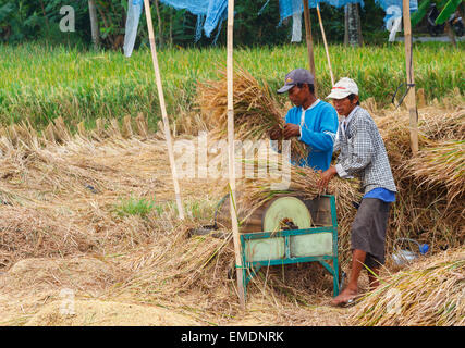 Homme travaillant dans une rizière près de la ville de Yogyakarta. Java. L'Indonésie, l'Asie. Banque D'Images