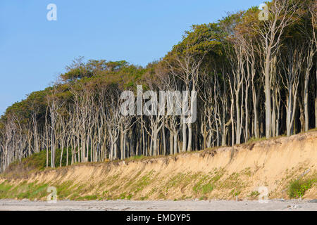 Les hêtres, façonné par la mer, les vents forts à Ghost Wood / Gespensterwald le long de la plage de la mer Baltique à Nienhagen, Mecklenburg-Vor Banque D'Images