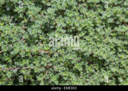 Détail de woolly le thym (Thymus pseudolanuginosus) dans le jardin Banque D'Images