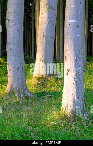 Détail de trois troncs vu dans une forêt sur la mer Baltique Banque D'Images