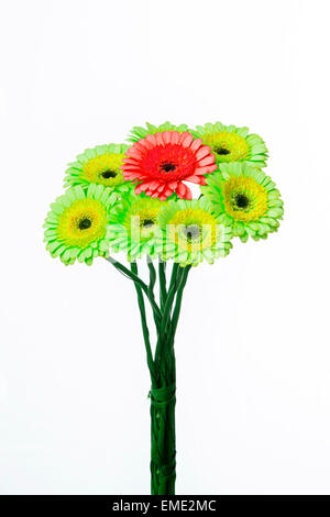 Bouquet de gerbera isolé sur fond blanc Banque D'Images