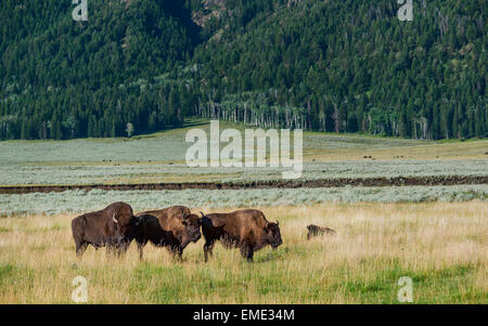 Détendre au bison de pâturage ouvert à l'aube entourés par la prairie et forêt de pins dans le Parc National de Yellowstone, Wyoming, USA. Banque D'Images