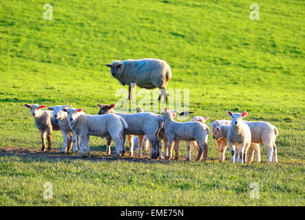Troupeau d'agneaux vu par un mouton dans un champ à Burt, comté de Donegal, Irlande. Banque D'Images