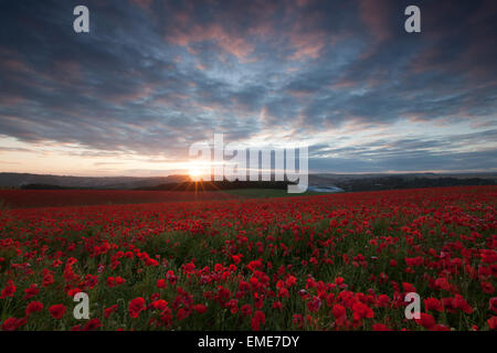 Des champs de pavot au coucher du soleil, des South Downs Brighton avec l'Amex Stadium à l'horizon Banque D'Images