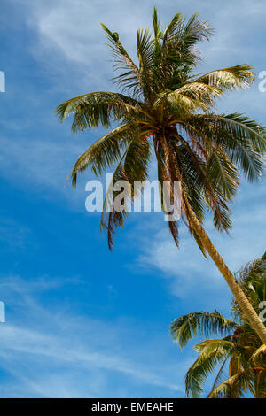 Nice palmiers tropicaux sur ciel bleu profond avec des nuages blancs à Philippines Boracay Island Banque D'Images