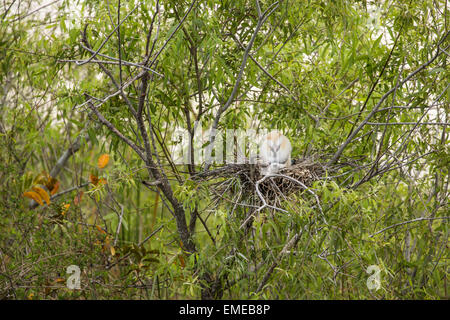 Anhinga ou American vert (Anhinga anhinga) oisillons dans le parc national des Everglades de Floride, USA. Banque D'Images