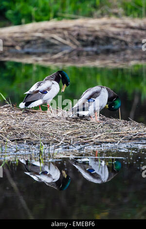 Deux hommes de canards colverts (Anas platyrhynchos) sont au lissage au bord de l'eau à la réserve naturelle de Cilgerran Banque D'Images