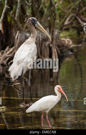 Wood stork (Mycteria americana) et un Ibis blanc (Eudocimus albus) dans le parc national des Everglades de Floride. Banque D'Images