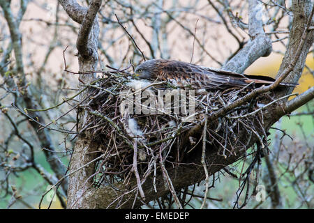 Un milan royal (Milvus milvus) assis sur trois oeufs dans un village forestier. Banque D'Images