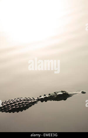 Alligator Alligator mississippiensis) (le long du sentier Anahinga dans le parc national des Everglades, en Floride, aux États-Unis. Banque D'Images