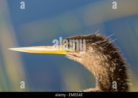 Anhinga ou American vert (Anhinga anhinga), Everglades National Park, USA. Banque D'Images