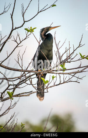 Anhinga ou American vert (Anhinga anhinga), Everglades National Park, USA. Banque D'Images