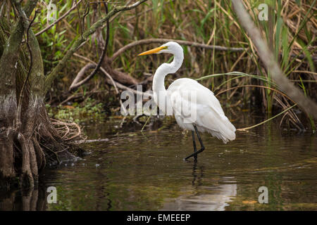 Grande aigrette (Ardea alba) à la Pa-hay-okee surplombent à l'Everglades National Park. Banque D'Images