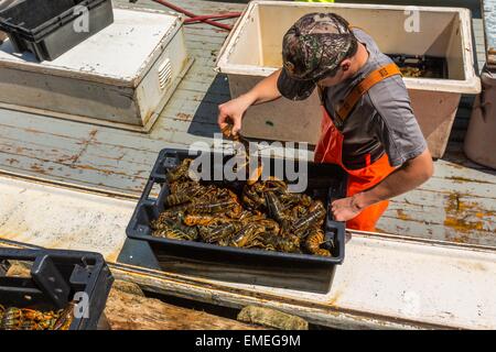 Frais de manutention pêcheur de homards capturés sur un quai dans les régions rurales de l'Île du Prince-Édouard, Canada. Banque D'Images