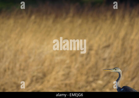 Héron cendré Ardea cinerea, un individu de patauger dans la roselière de l'habitat des landes près de Porth Hellick, St Mary, îles de S Banque D'Images