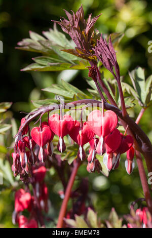 Feuillage teinté marron foncé et des fleurs, le cœur-spectablis Lamprocapnos 'Valentine's Day' Banque D'Images