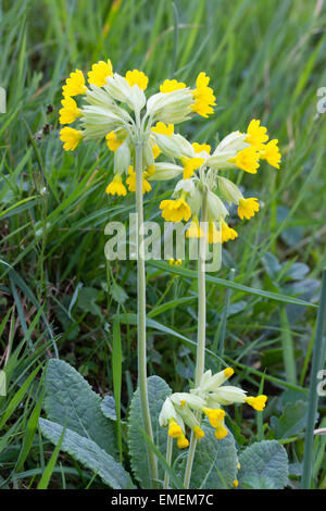 Chefs de yellow spring blooms du coucou bleu, Primula veris Banque D'Images