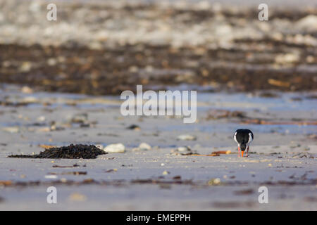 Huîtrier pie Haematopus ostralegus, se nourrissant d'une plage de sable fin, St Mary, Îles Scilly, Février Banque D'Images