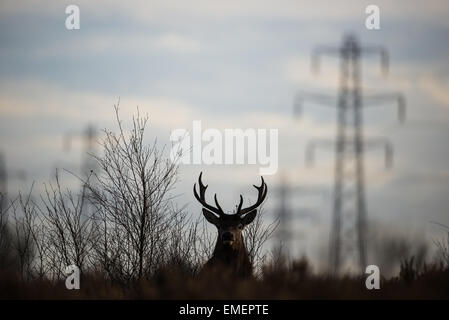 Red Deer Cervus elaphus, un cerf se tient en alerte sur une prairie urbaine avec des pylônes électriques à l'arrière-plan, Norton Canes, Staffordshire Banque D'Images